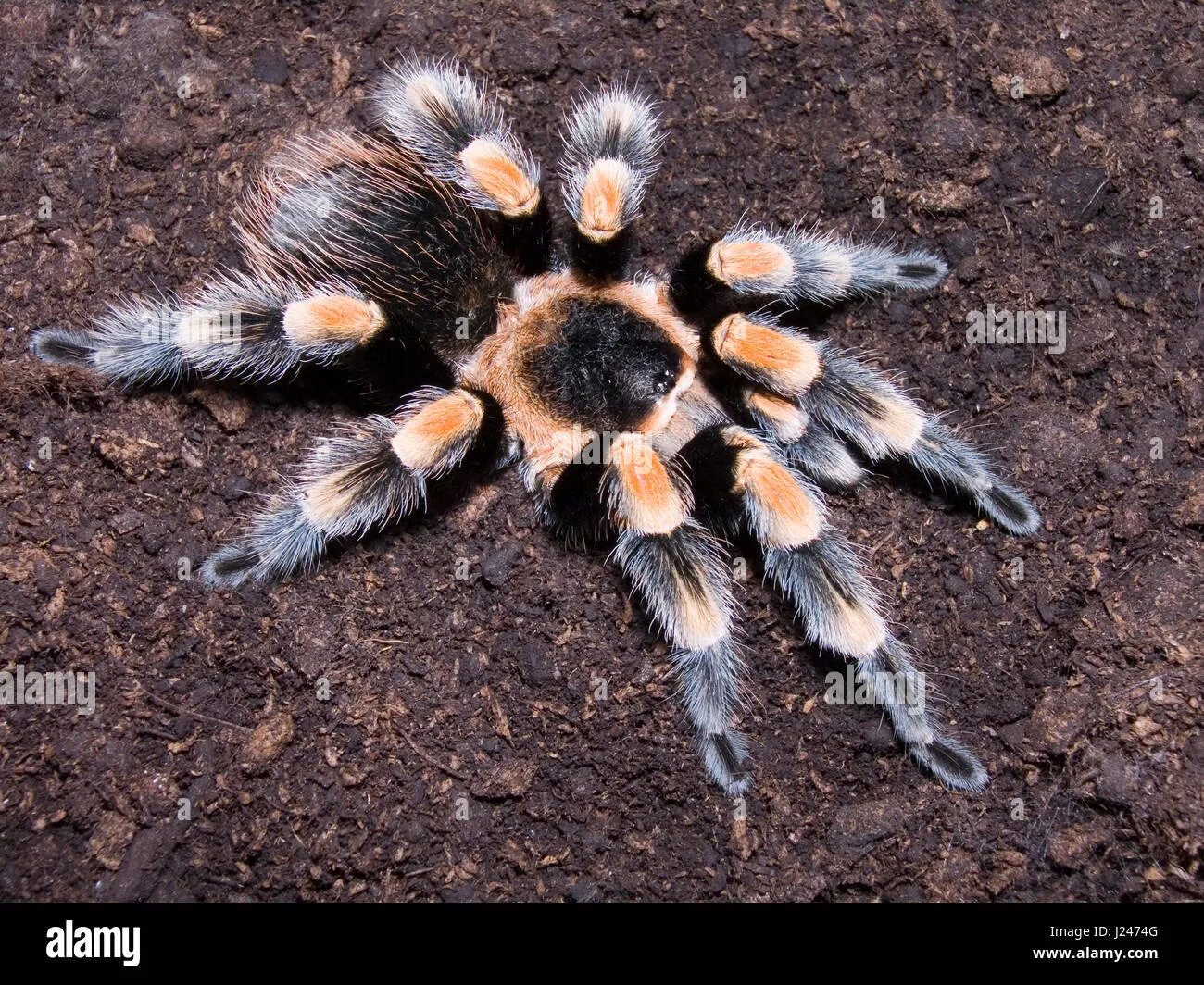 24205 tarantula substrate mix