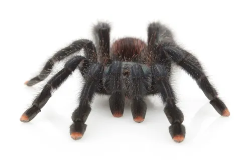 24207 pink toe tarantula feeding