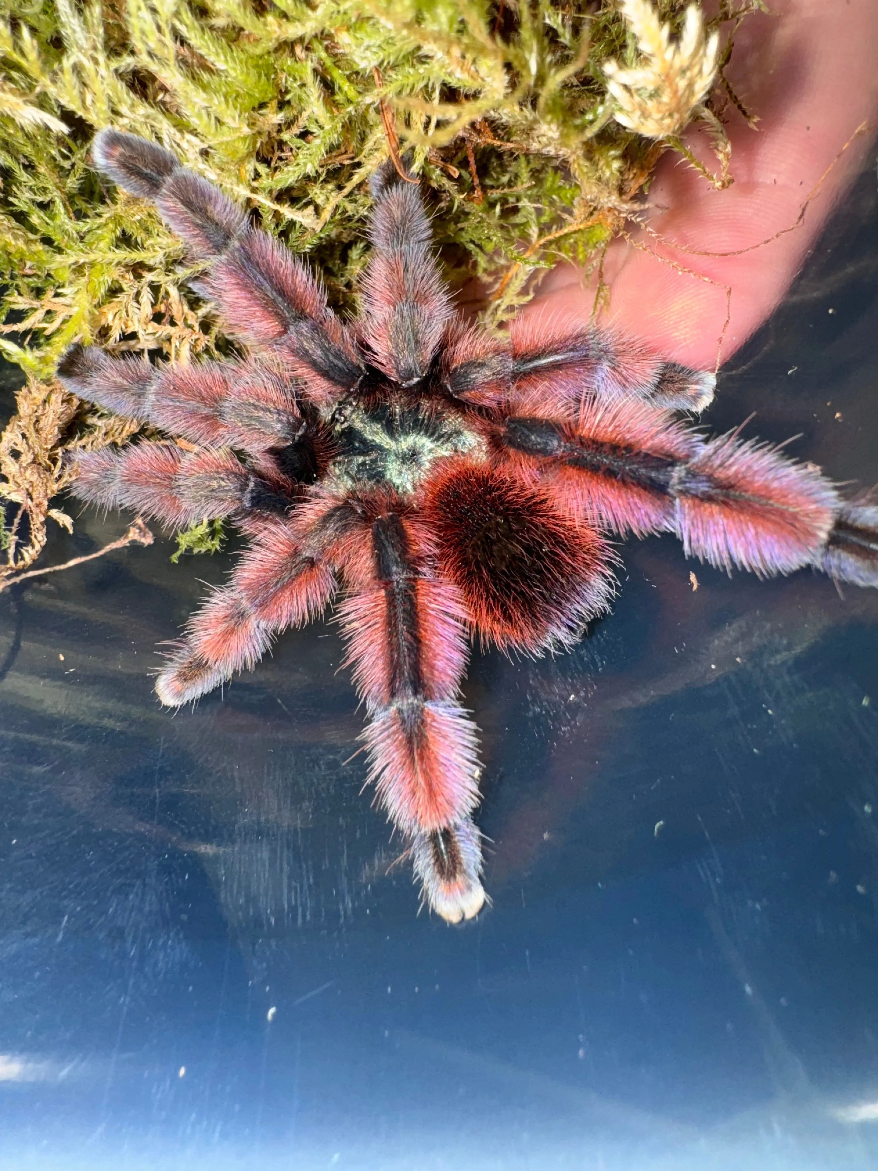 24207 pink toe tarantula handling