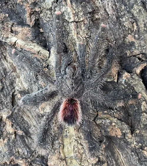 /img/24207-pink-toe-tarantula-humidity.webp