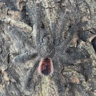 /img/24207-pink-toe-tarantula-humidity.webp