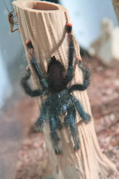 24207 pink toe tarantula temperature