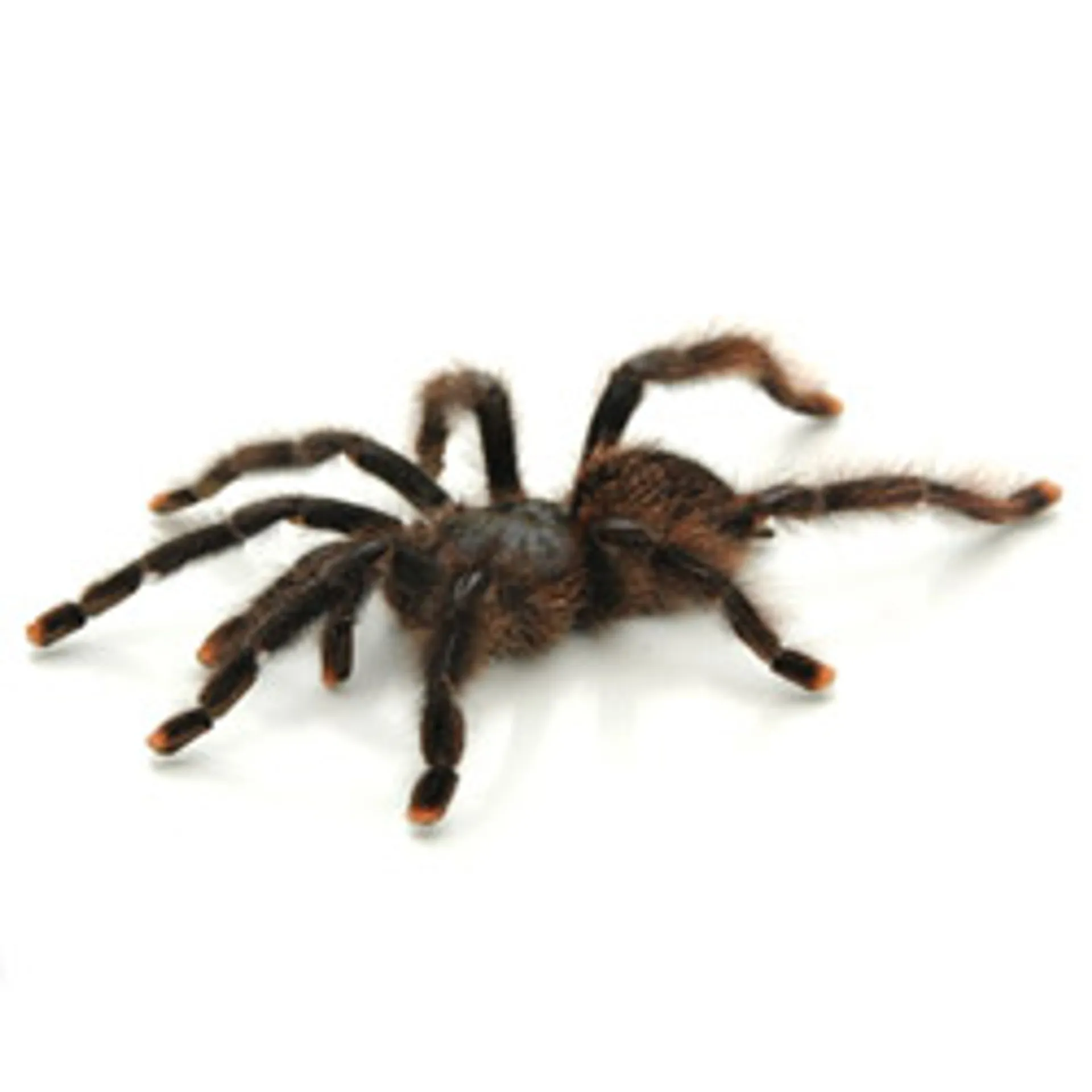 24207 pink toe tarantula water