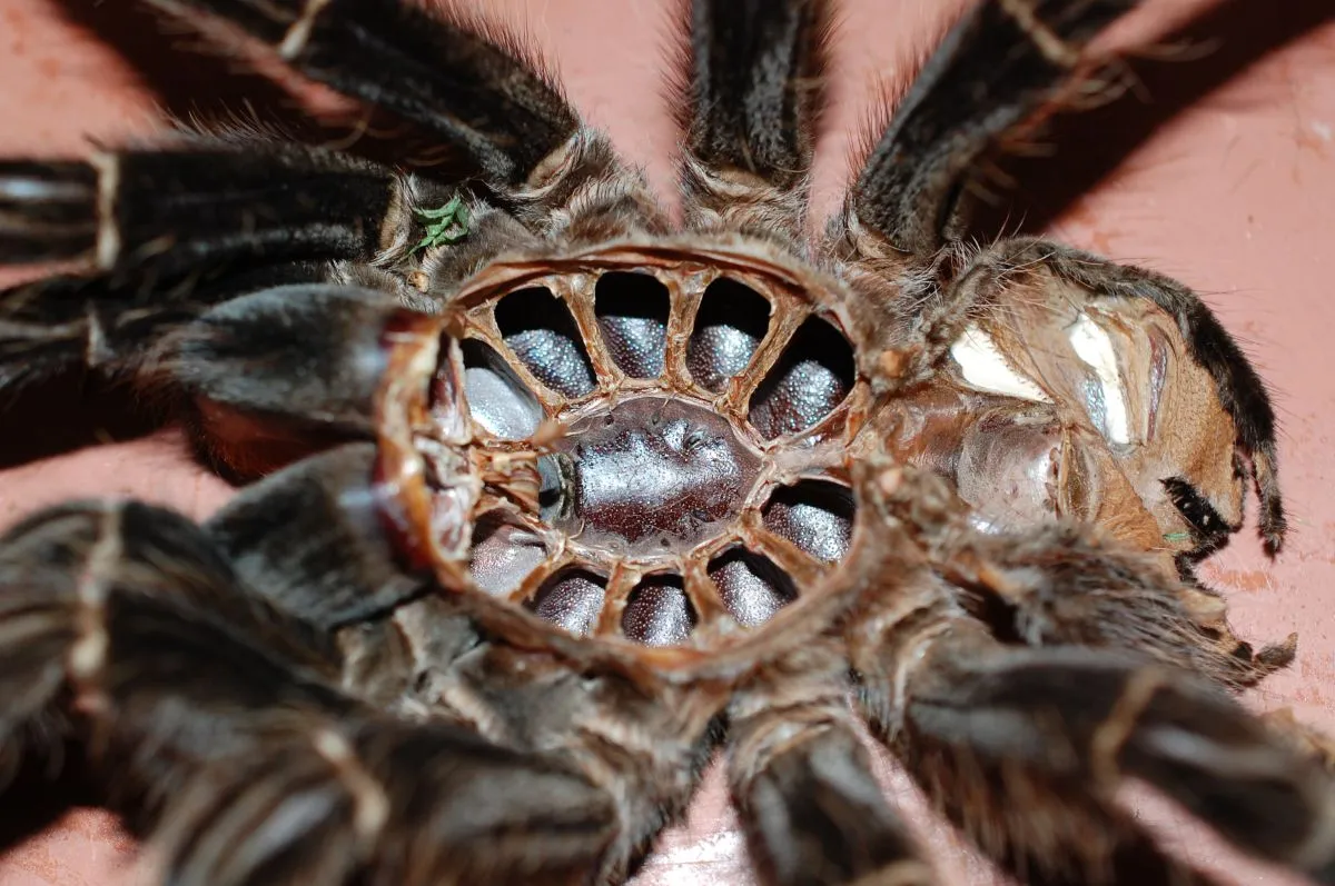 24208 tarantula digestive enzymes