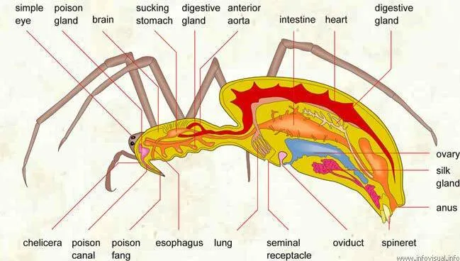 /img/24208-tarantula-malpighian-tubules.webp