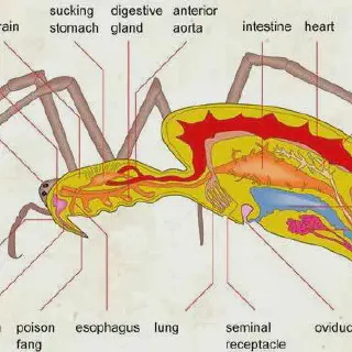 /img/24208-tarantula-malpighian-tubules.webp