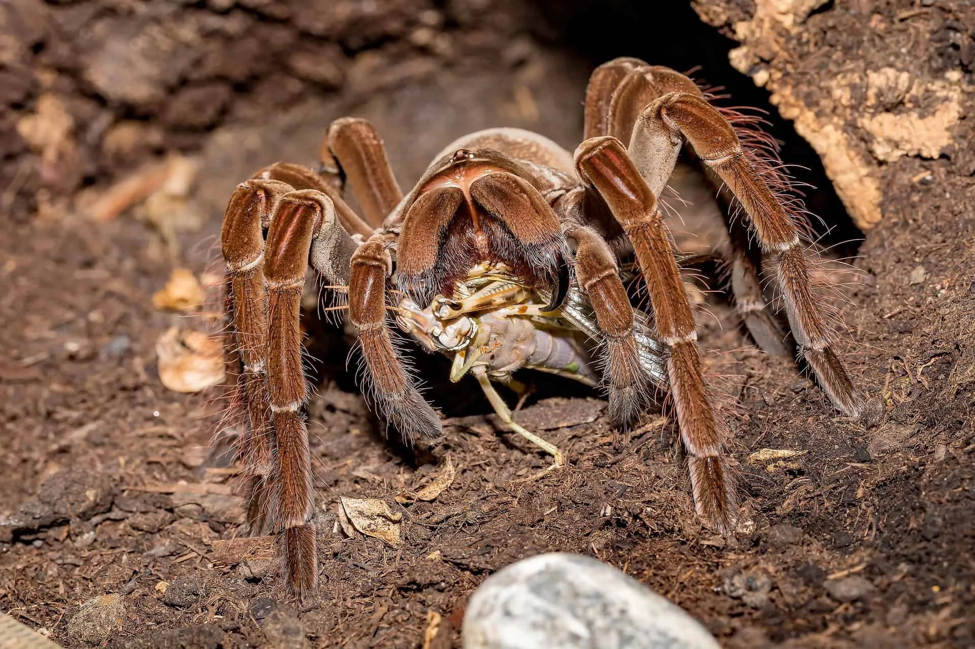 24208 tarantula venom