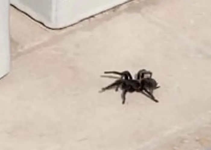 24209 kourtney tarantula comparison