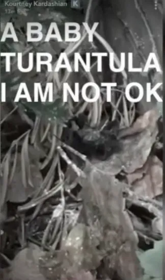 24209 tarantula habitat
