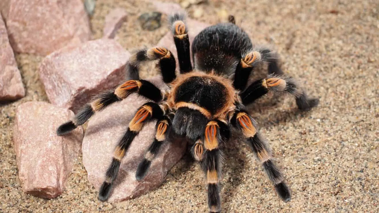24210 tarantula as pets