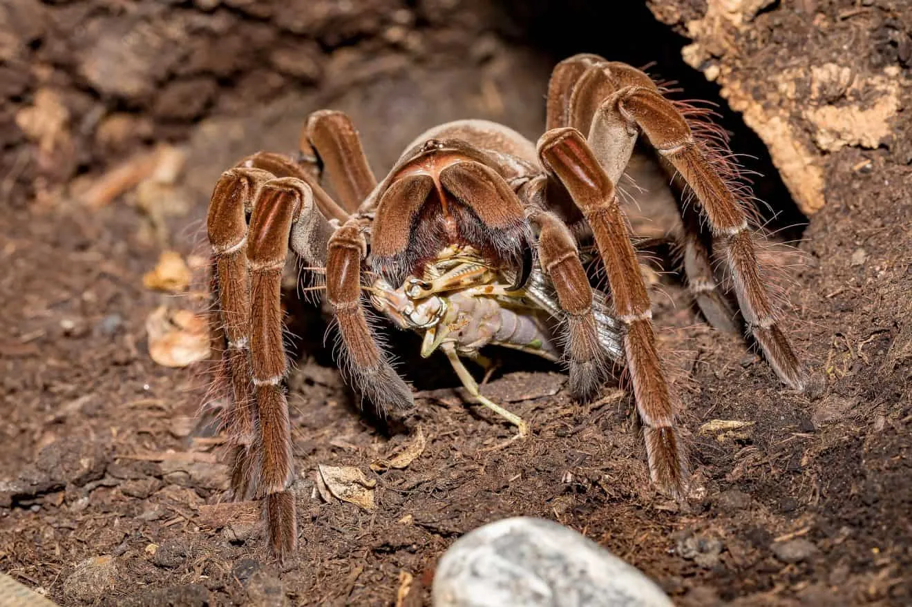 /img/24210-tarantula-conservation.webp