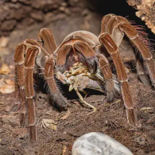 /img/24210-tarantula-conservation.webp