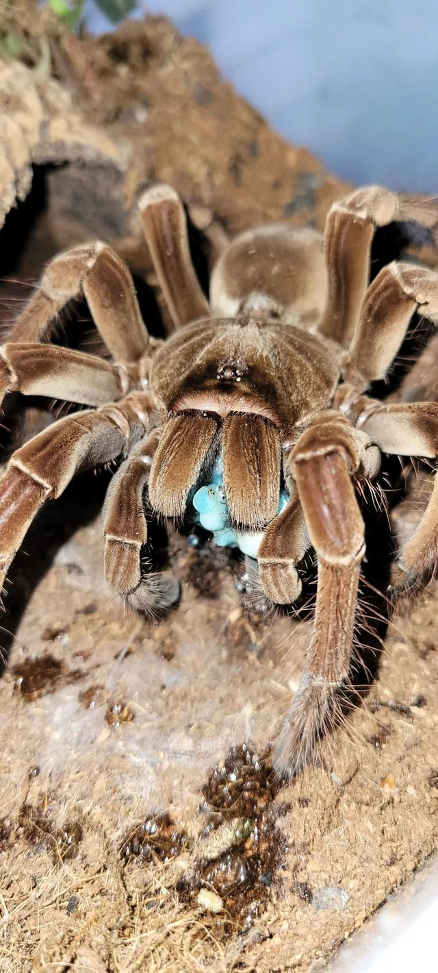 24210 tarantula hunting