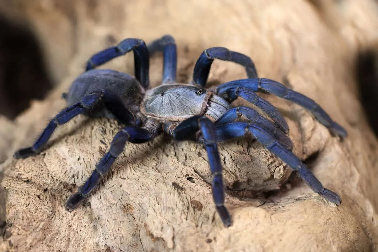 24210 tarantula lifecycle