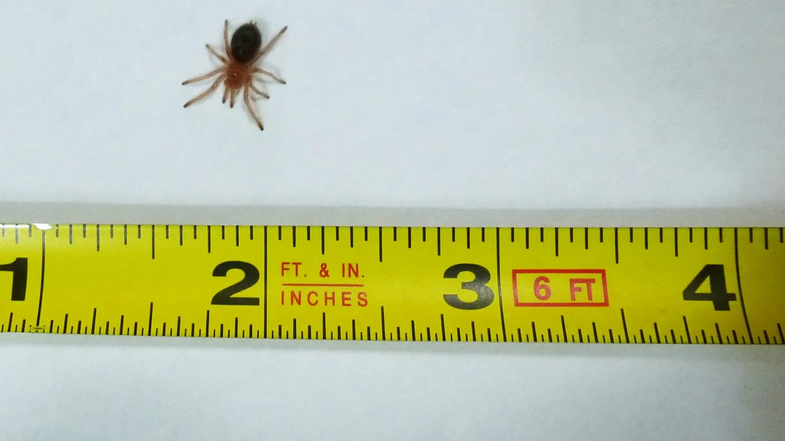 24210 tarantula size and appearance