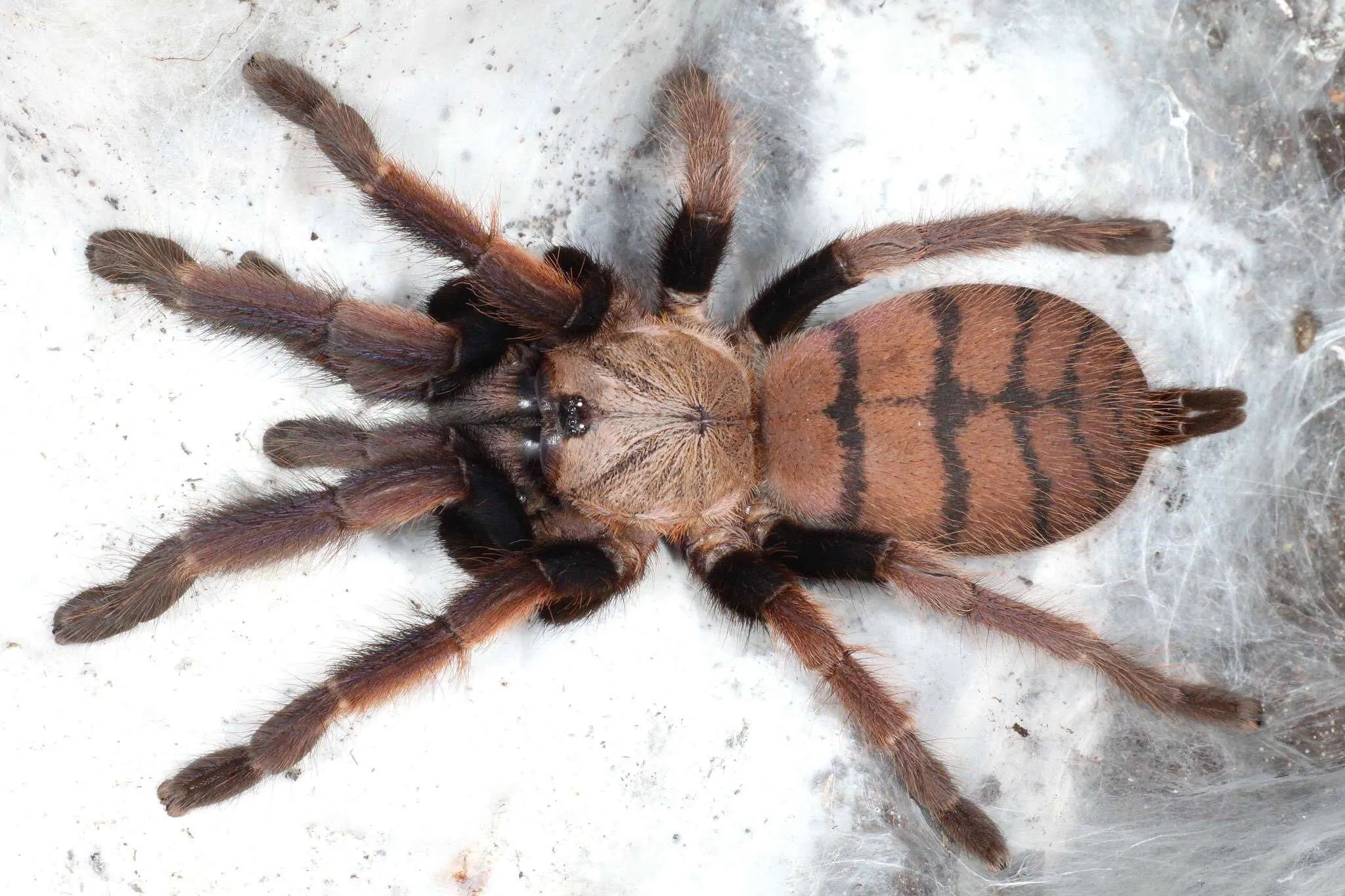 24210 tarantula venom