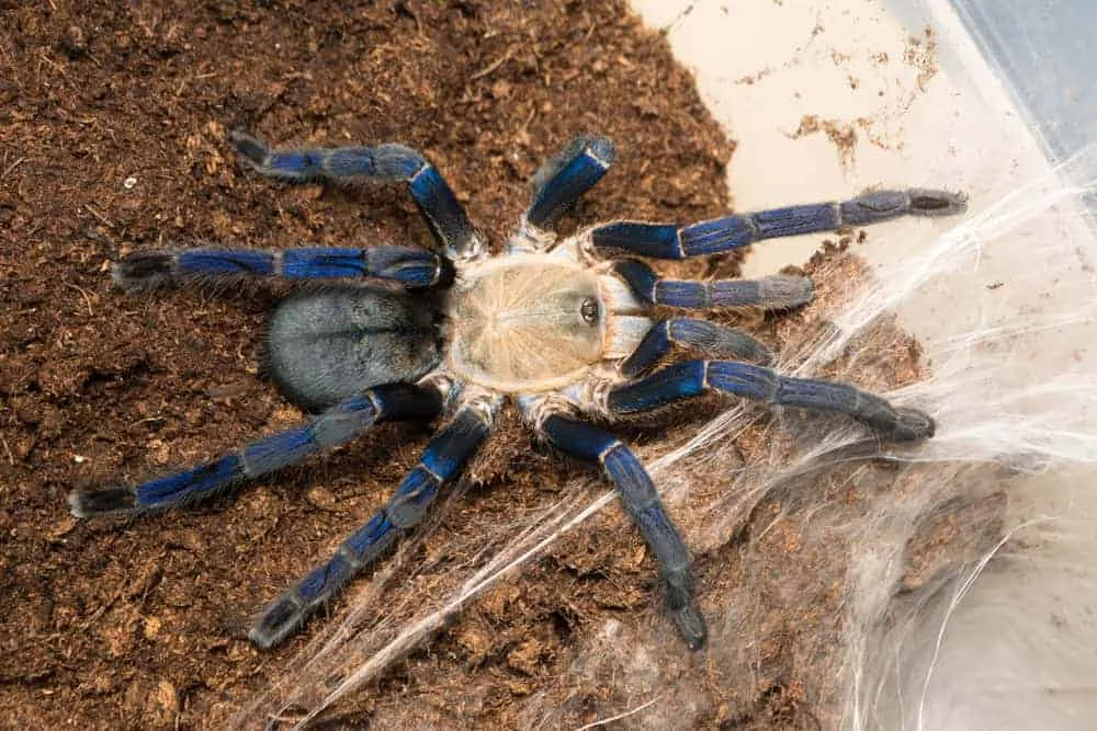 24211 cobalt blue tarantula handling