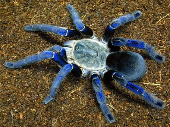 24211 cobalt blue tarantula striking coloration