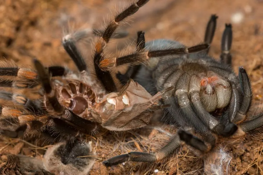 24213 adult tarantula
