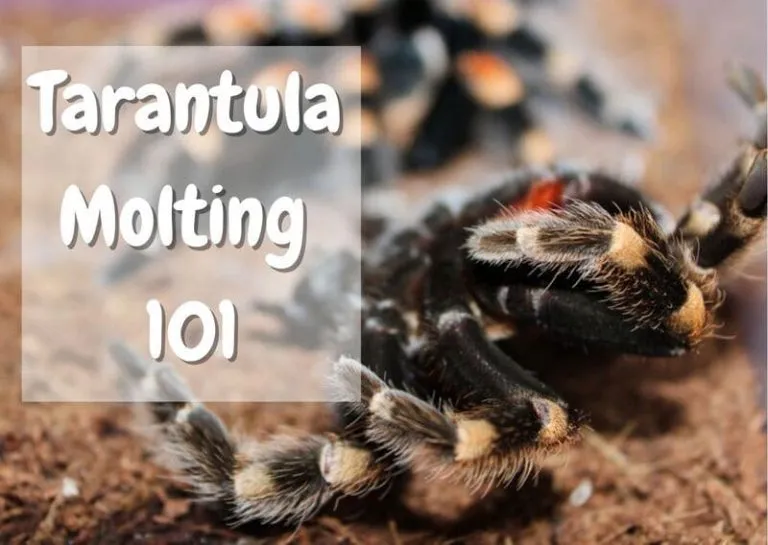 /img/24213-failed-tarantula-molt.webp