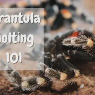 /img/24213-failed-tarantula-molt.webp