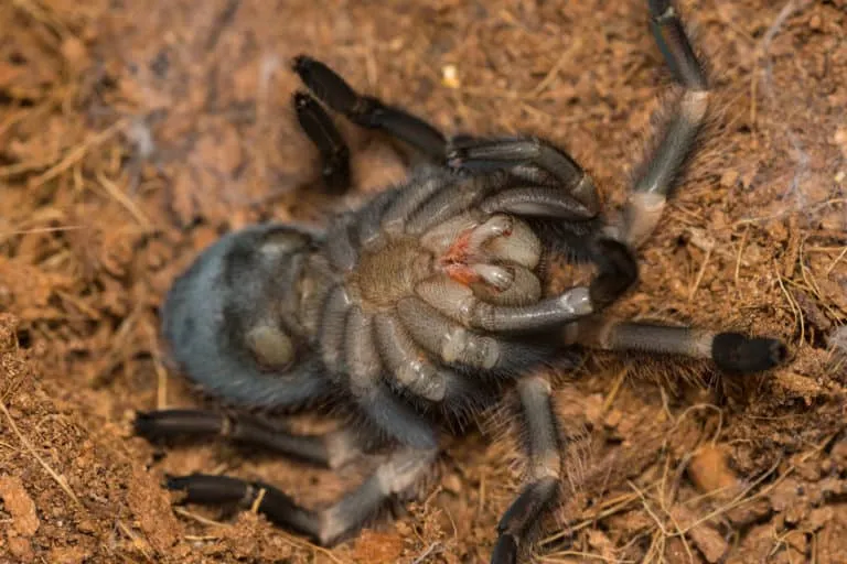 24213 post molting tarantula