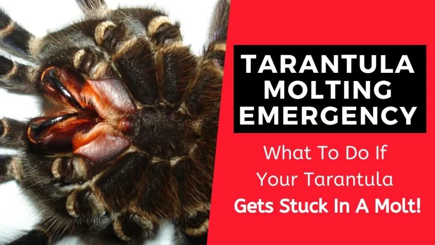 24213 tarantula species