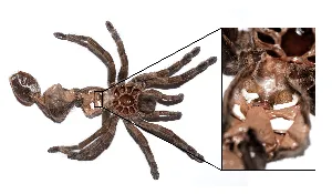 24213 young tarantula