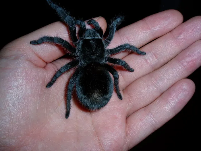 /img/24214-brazilian-black-tarantula-geographic.webp