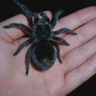 /img/24214-brazilian-black-tarantula-geographic.webp