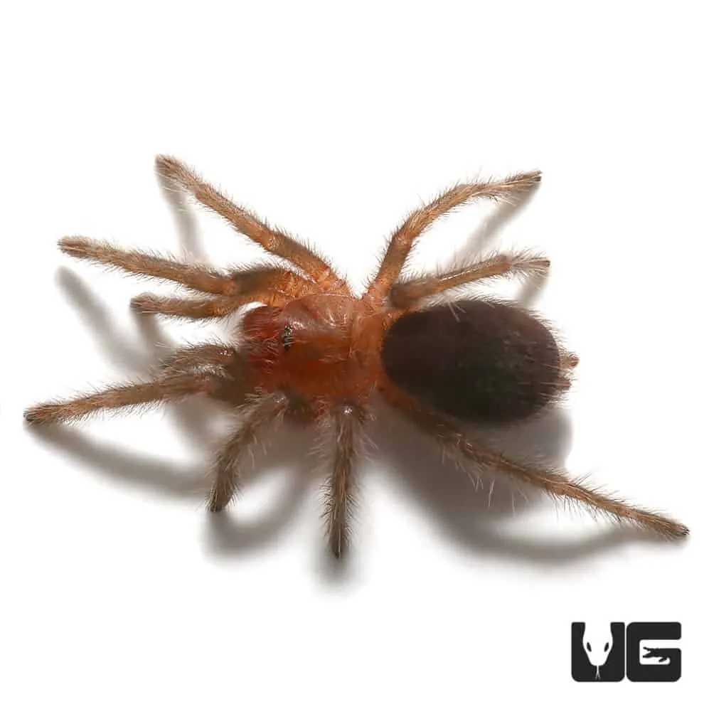 24214 brazilian black tarantula myth