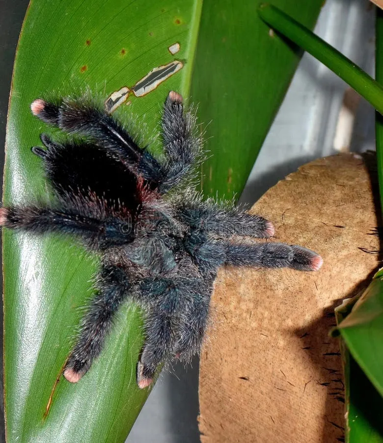 /img/24219-pink-toe-tarantula-habitat.webp