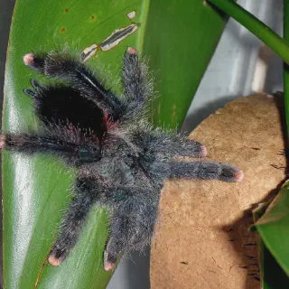 /img/24219-pink-toe-tarantula-habitat.webp