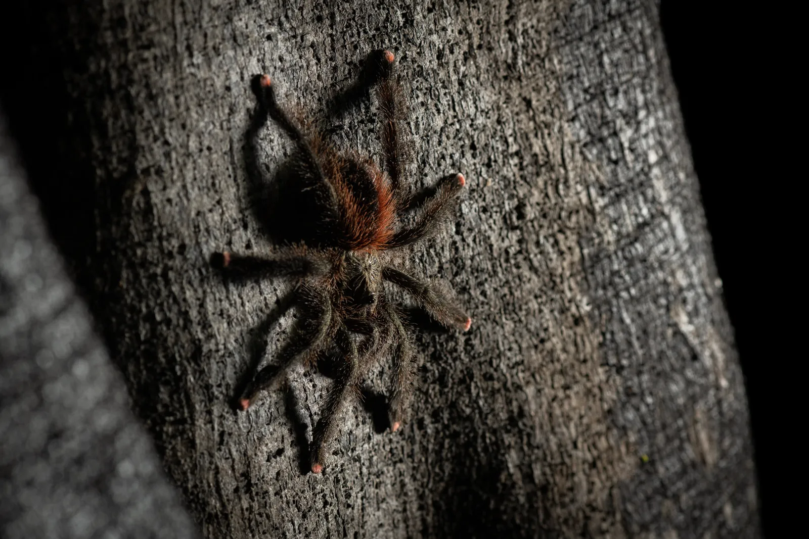 24219 pink toe tarantula