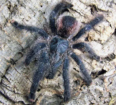 24219 tarantula bite symptoms