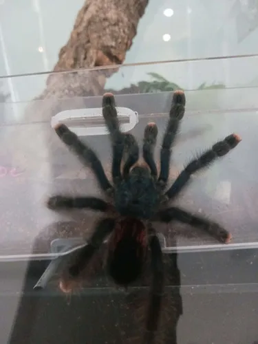 24219 tarantula venom composition