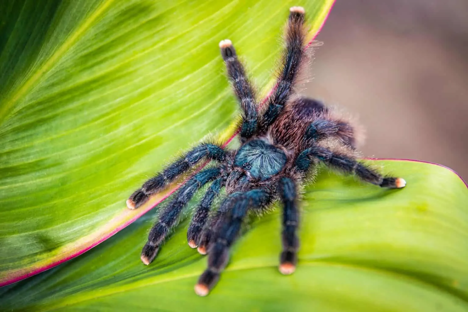 24219 tarantula venom delivery