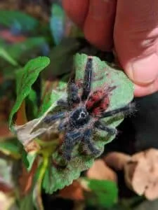 24219 tarantula venom research