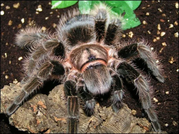 24221 choosing tarantula enclosure