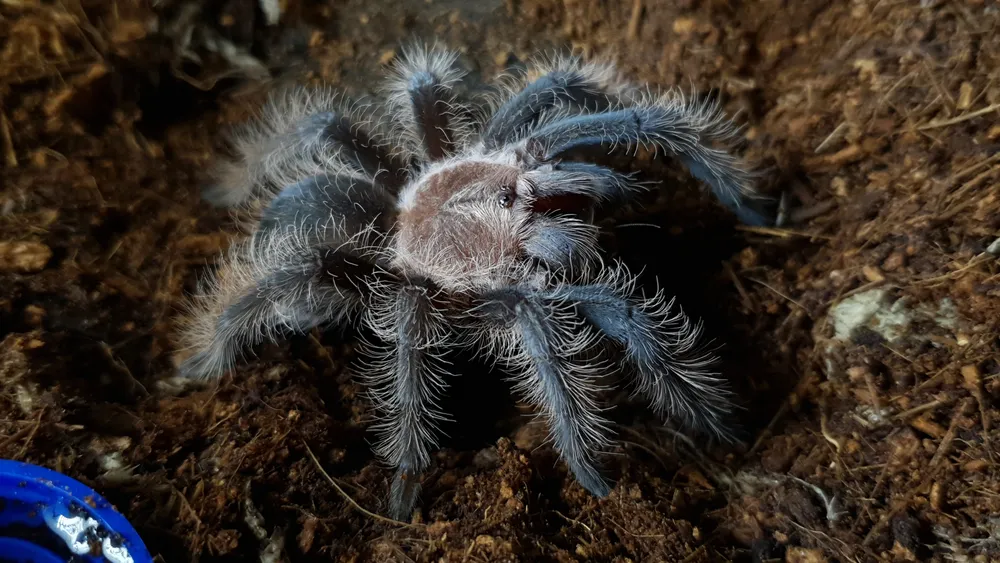 /img/24221-tarantula-feeding-schedule.webp