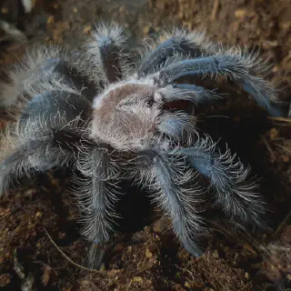 /img/24221-tarantula-feeding-schedule.webp