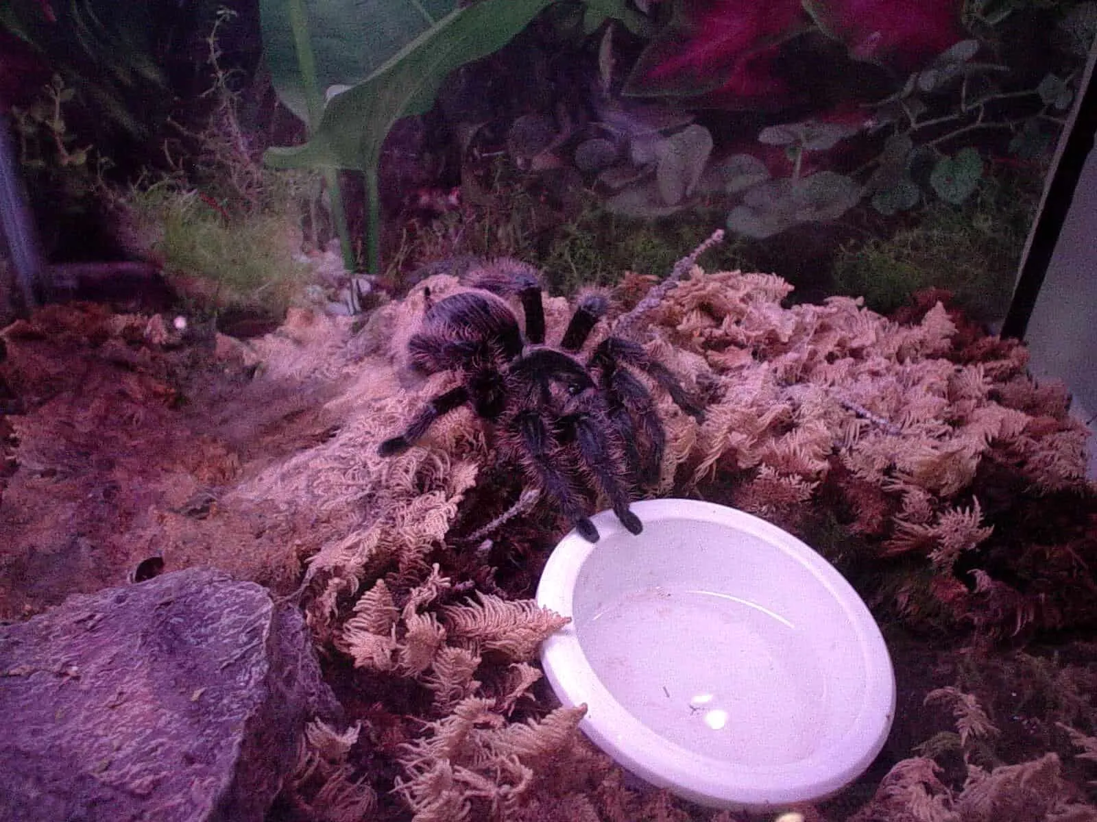 24221 tarantula hide decor