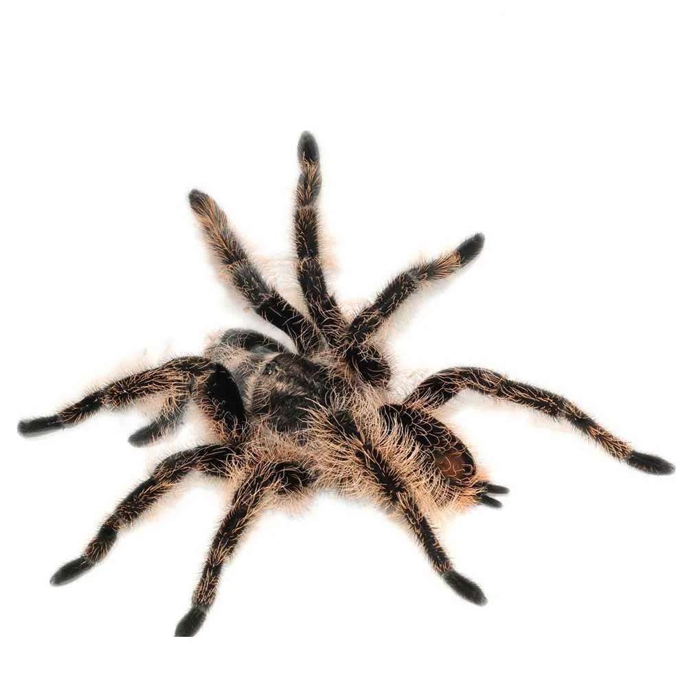 24221 tarantula substrate types