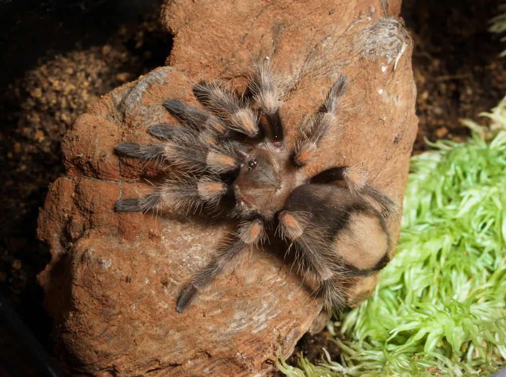 24221 tarantula water dish