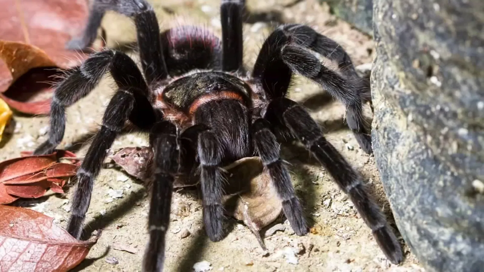 24222 tarantula tacos mexico 4