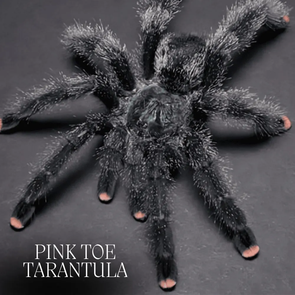 24223 healthy pink toe