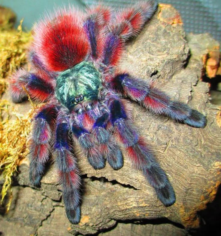 24223 pink toe tarantula appearance