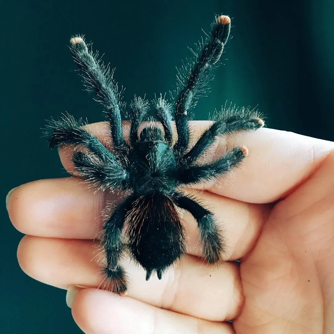 24223 pink toe tarantula feeding