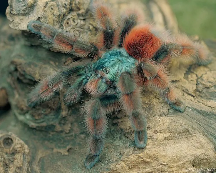 24223 pink toe tarantula food