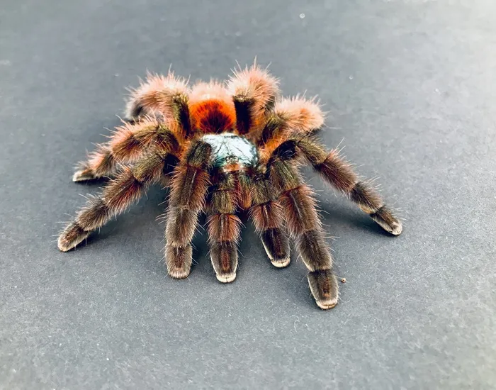 24223 pink toe tarantula handling